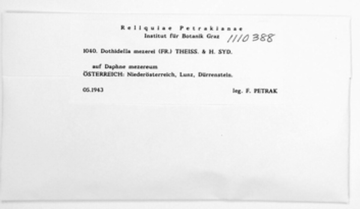 Dothidella mezerei image